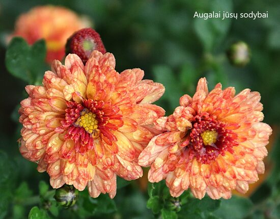 Chrizantema (Chrysanthemum) 'Herbstbrokat'